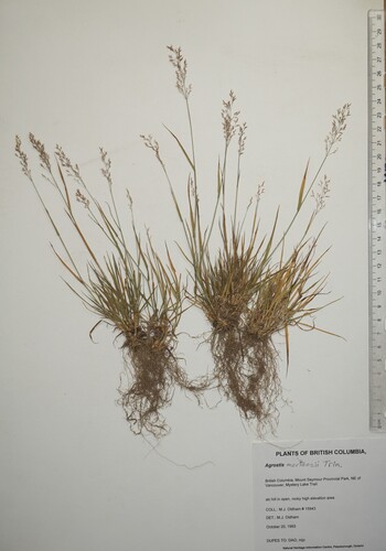 Agrostis mertensii iNat (1)