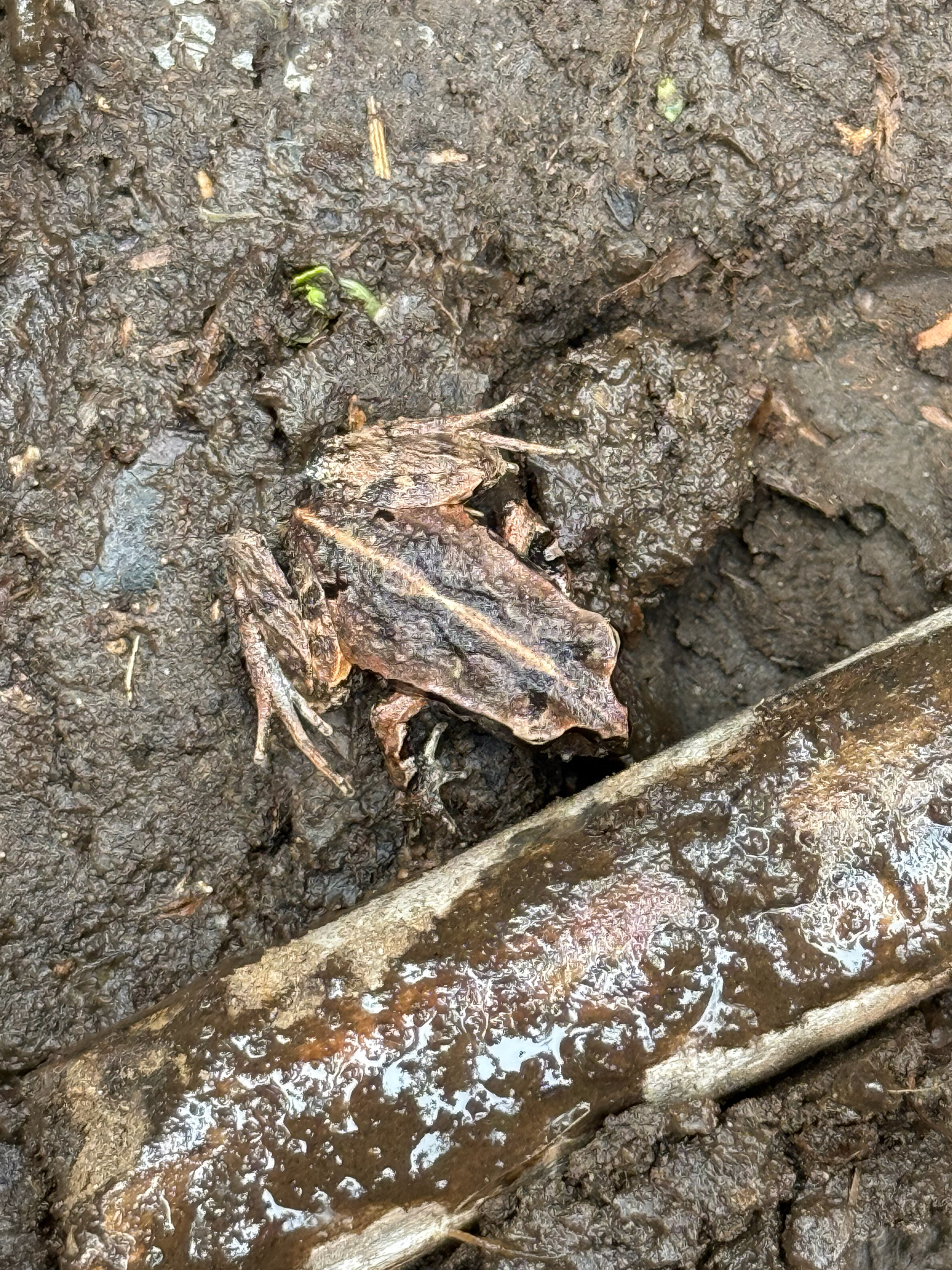 Eupsophus calcaratus (Günther, 1881)