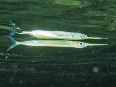 Hyporhamphus