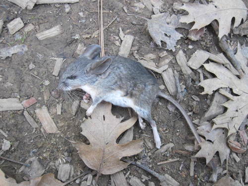 Pinyon Mouse