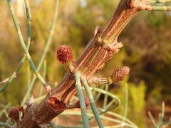 Allocasuarina striata