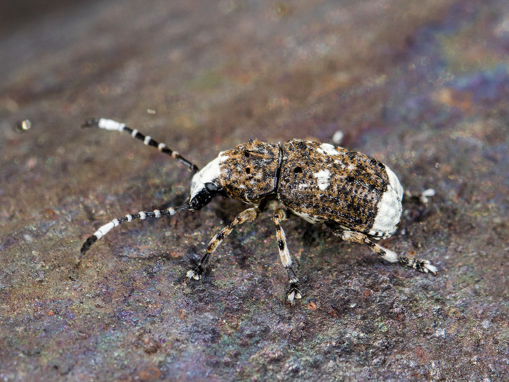 Grootkopsnuittor, photo 1 of 10