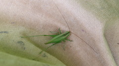 Conocephalus longipes
