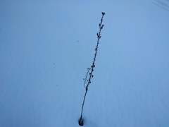 Aconitum leucostomum