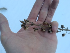 Aconitum leucostomum