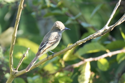 Great Crested Flycatcher (Myiarchus crinitus), photo 6