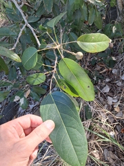 Morisonia americana, photograph (c) Kurt Miller, some rights reserved (CC BY-SA)