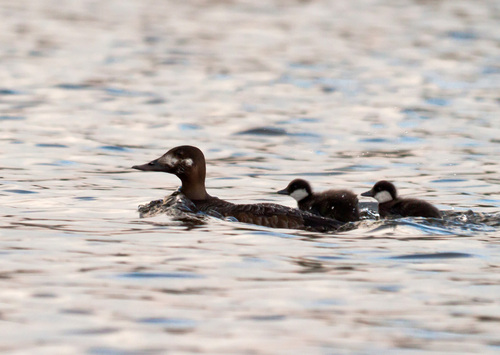 Velvet Scoter, photo 5 of 10