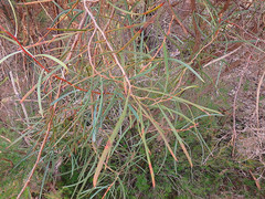 Hakea carinata