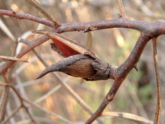 Hakea carinata