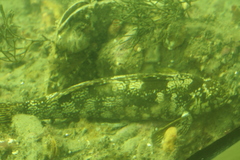 Aplodactylus arctidens
