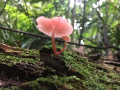 Mycena roseilignicola