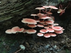 Mycena roseilignicola