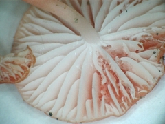 Mycena roseilignicola