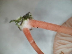 Mycena roseilignicola