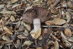 Agaricus albolutescens