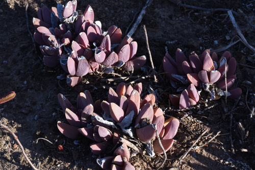 Delosperma lehmannii