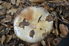 Agaricus albolutescens
