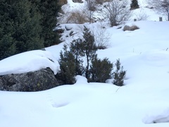 Juniperus pseudosabina