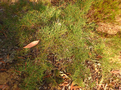Hakea rugosa