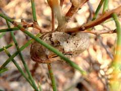 Hakea rugosa
