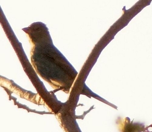 Blue Grosbeak (Passerina caerulea), photo 5
