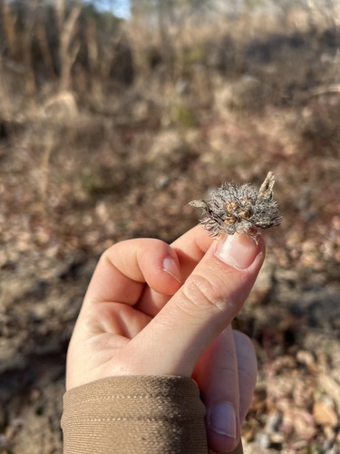 Hairy cluster-vine (Jacquemontia tamnifolia)