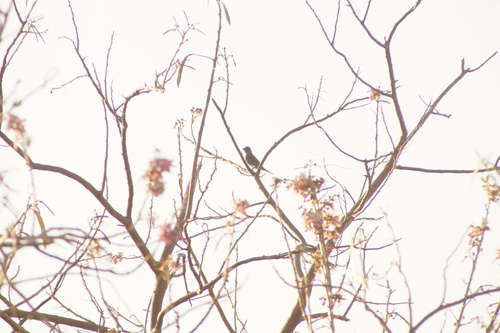 Blue Grosbeak (Passerina caerulea), photo 6
