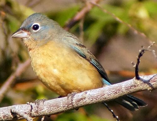 Rose-bellied Bunting (Passerina rositae)