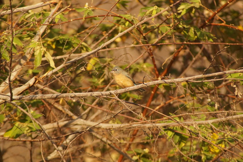 Rose-bellied Bunting (Passerina rositae), photo 2