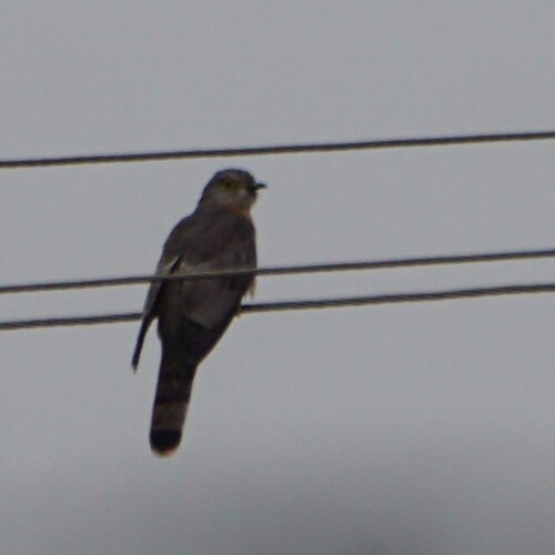 Common Hawk-Cuckoo (Hierococcyx varius), photo 10