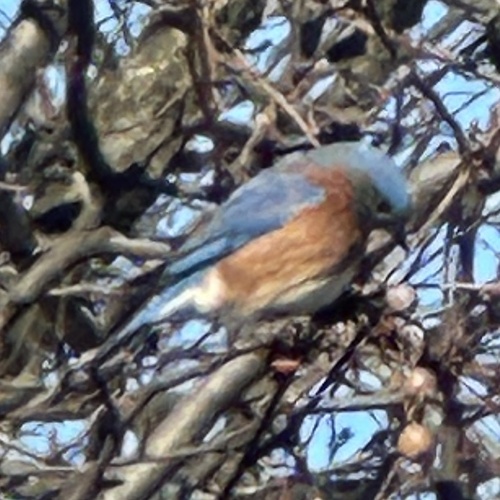 Eastern Bluebird