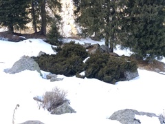 Juniperus pseudosabina