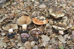 Cortinarius albidolilacinus