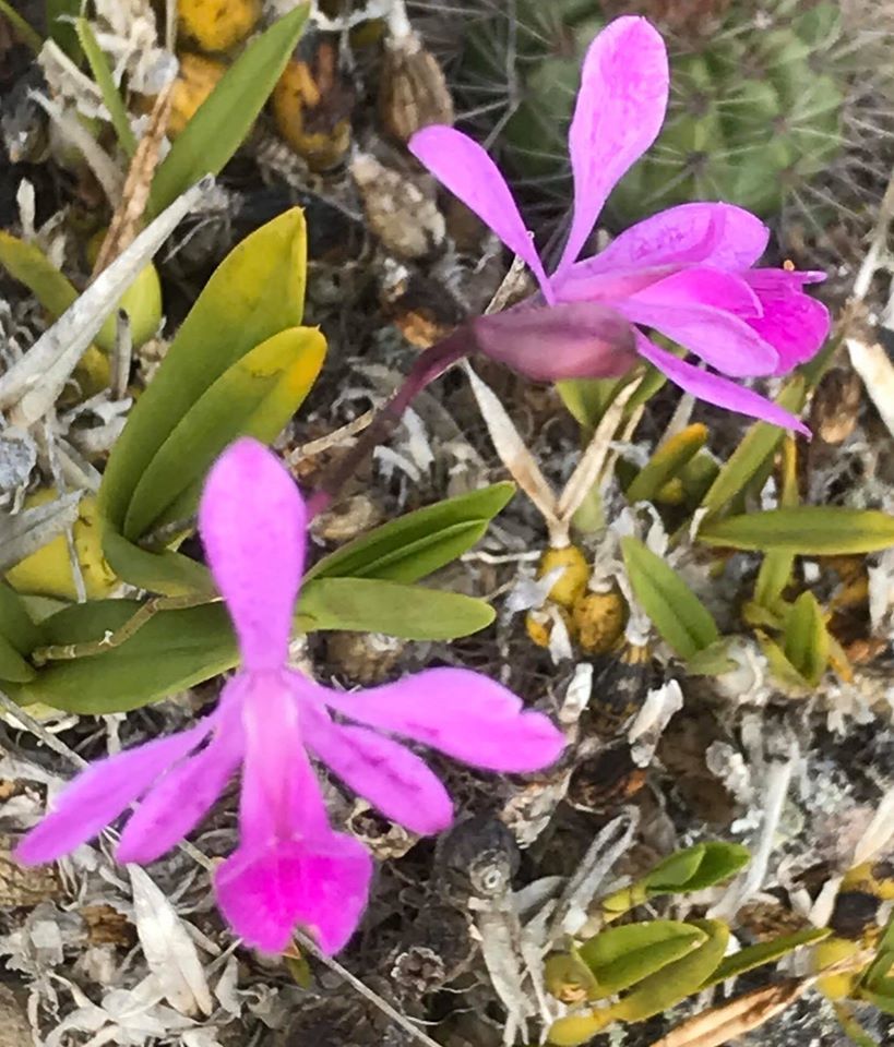 Encyclia jenischiana