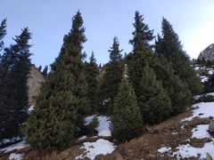 Picea schrenkiana