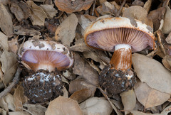 Cortinarius albidolilacinus