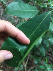 Ficus vasculosa