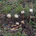 Tulostoma squamosum - Photo (c) Alan Rockefeller, alguns direitos reservados (CC BY), uploaded by Alan Rockefeller