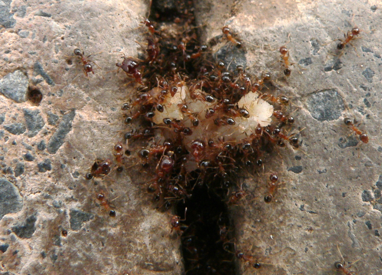 Pheidole punctulata