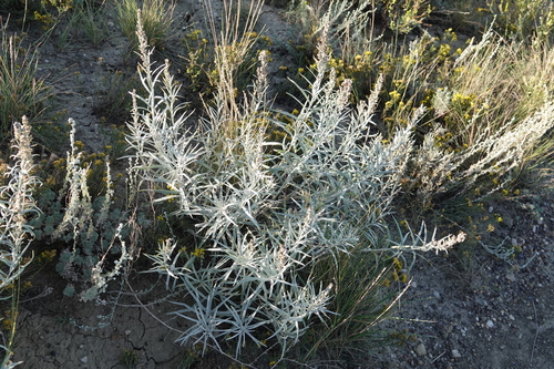 Artemisia longifolia