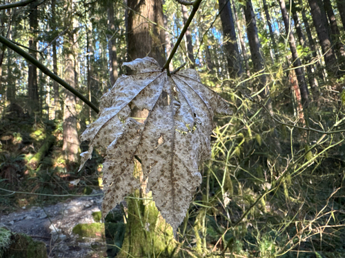 Vine maple