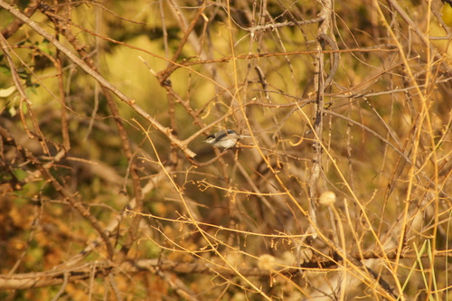 White-lored Gnatcatcher (Polioptila albiloris), photo 3