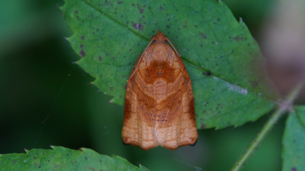 Archips subrufana