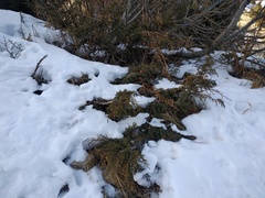 Juniperus pseudosabina