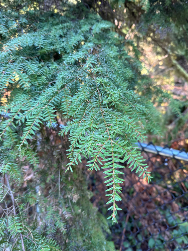 western hemlock