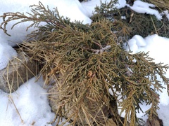 Juniperus pseudosabina