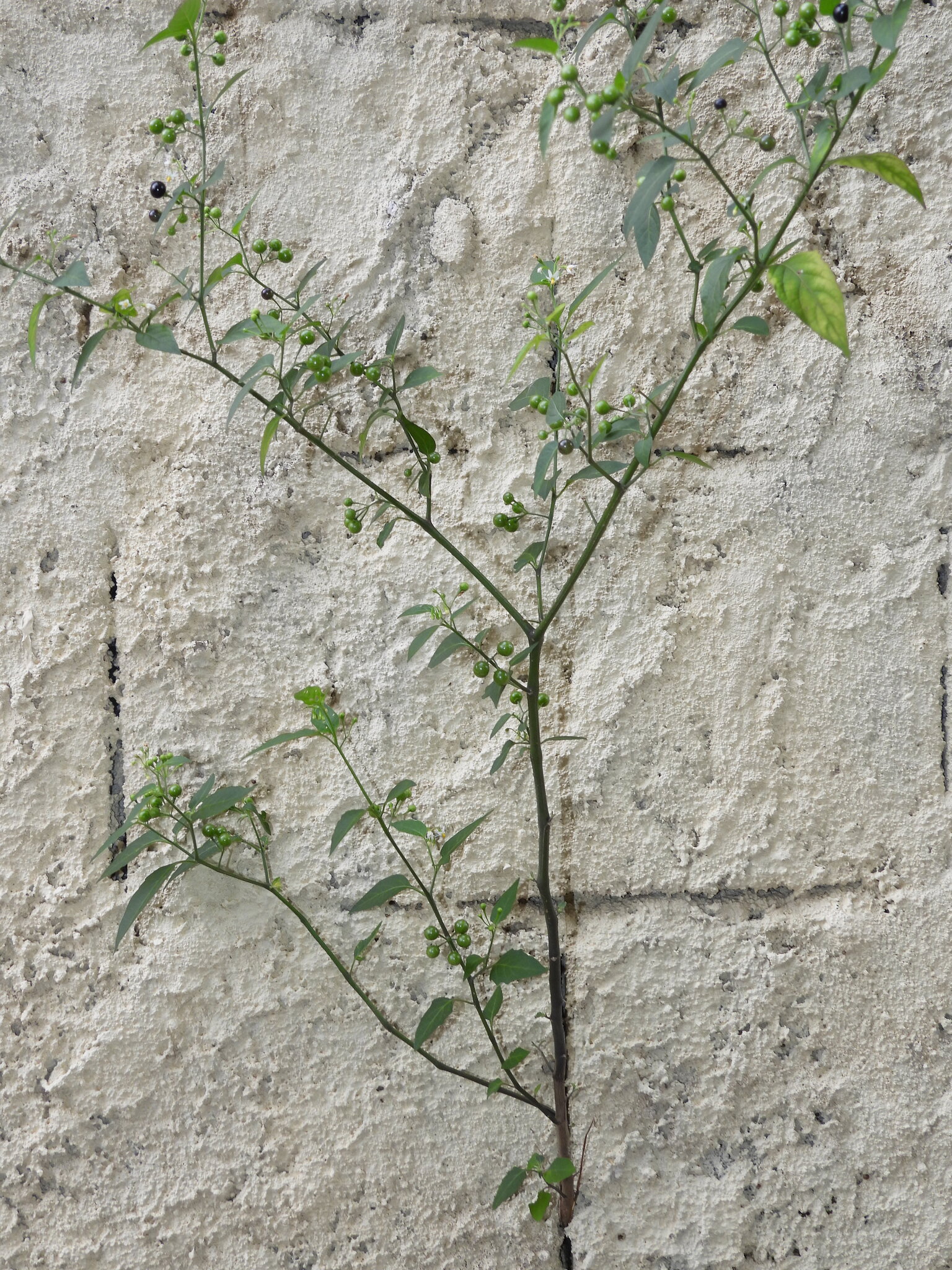 Solanum americanum