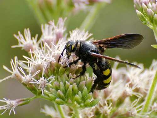 Six-spotted Scoliid Wasp