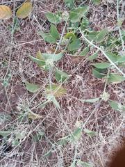 Leptadenia lanceolata